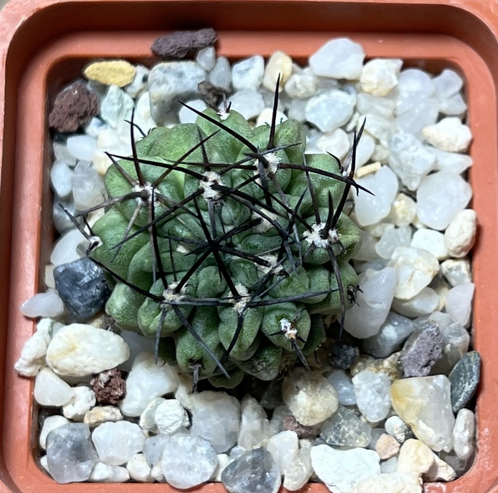 SHPR19579 Neochilenia paucicostata 'Green' - Image 2