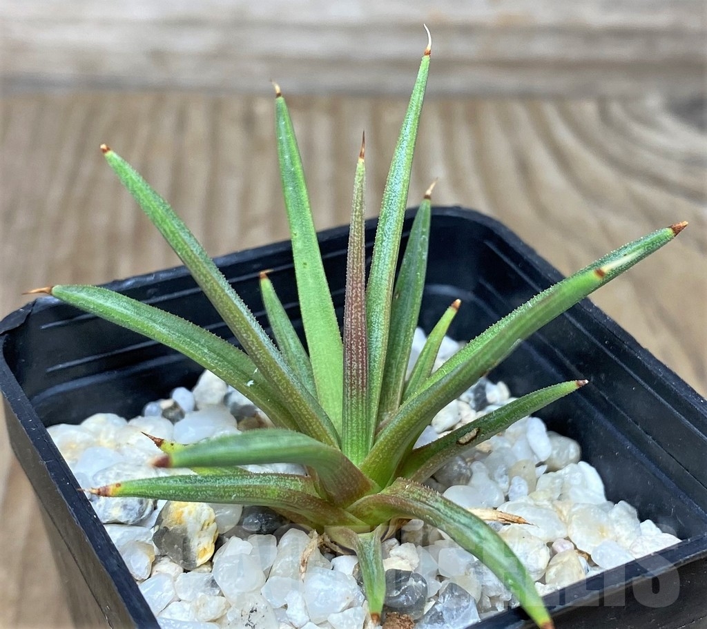 SHPR19051 Agave albopilosa - Image 2