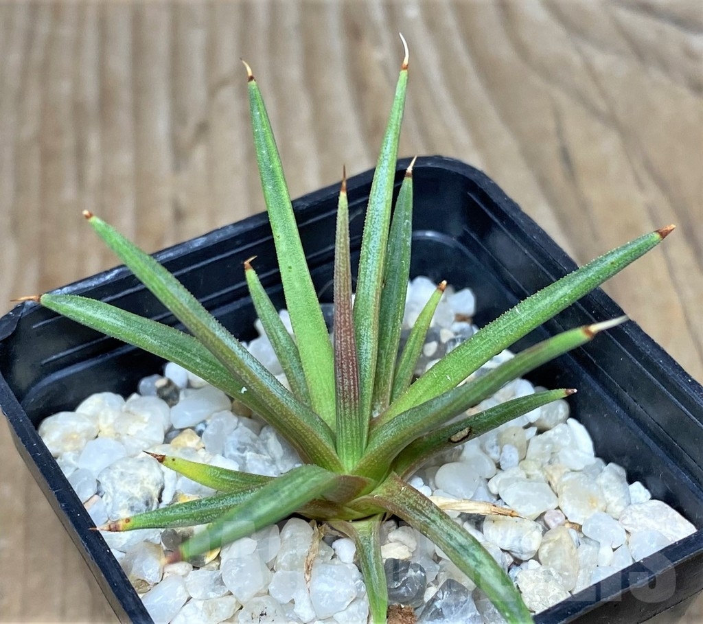 SHPR19051 Agave albopilosa