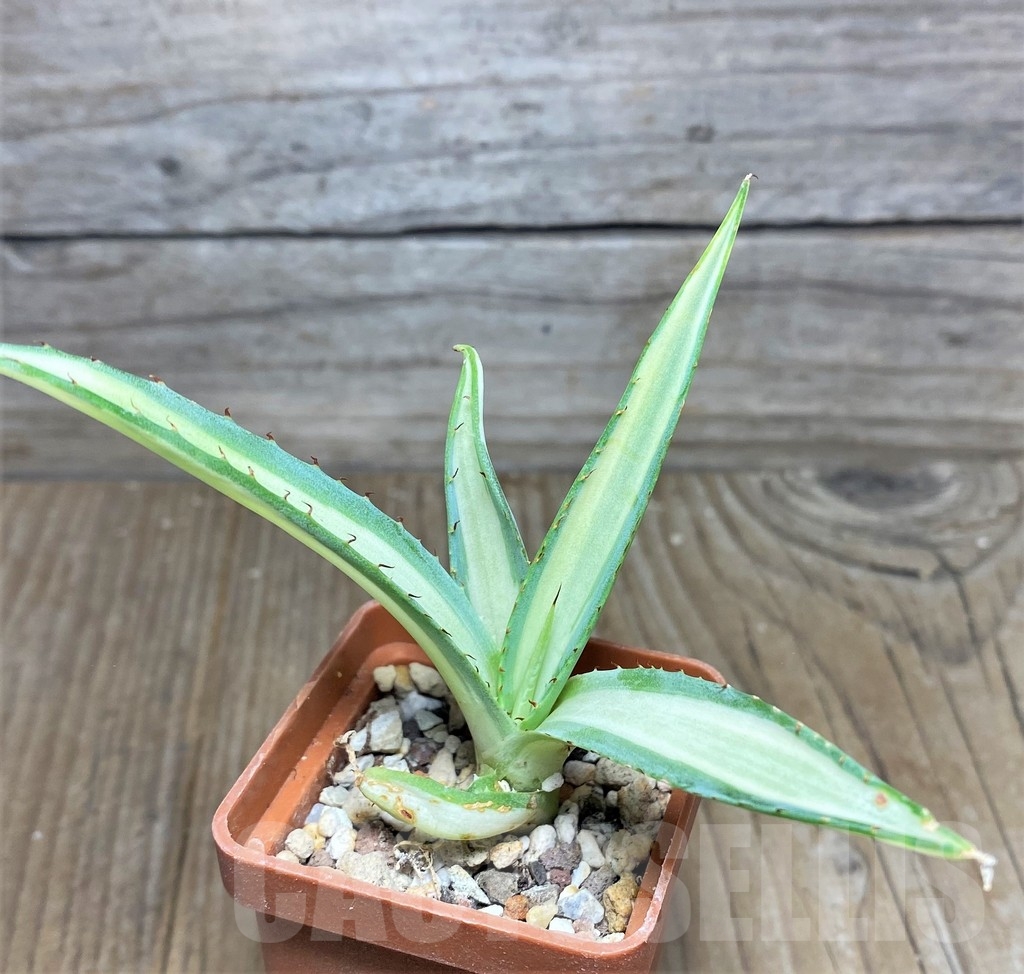 SHPR19053 Agave guiengola 'Mediopicta'