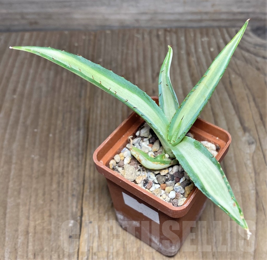 SHPR19053 Agave guiengola 'Mediopicta' - Imagen 2