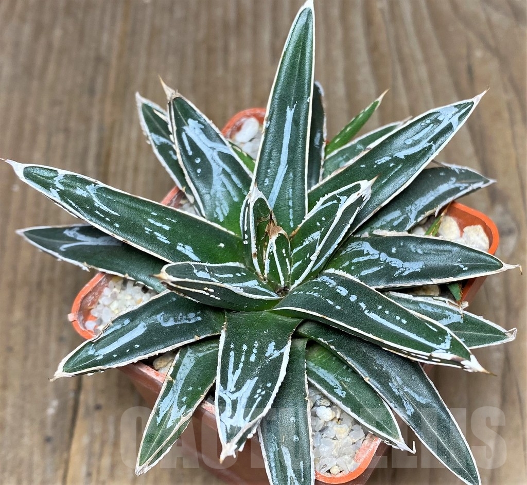 SHPR19057 Agave victoriae-reginae 'Himeson-no-yuki' - 画像 (2)