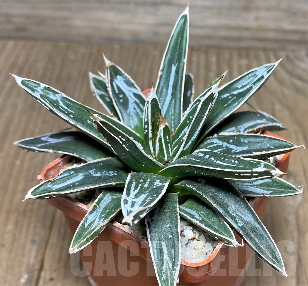 SHPR19057 Agave victoriae-reginae 'Himeson-no-yuki'