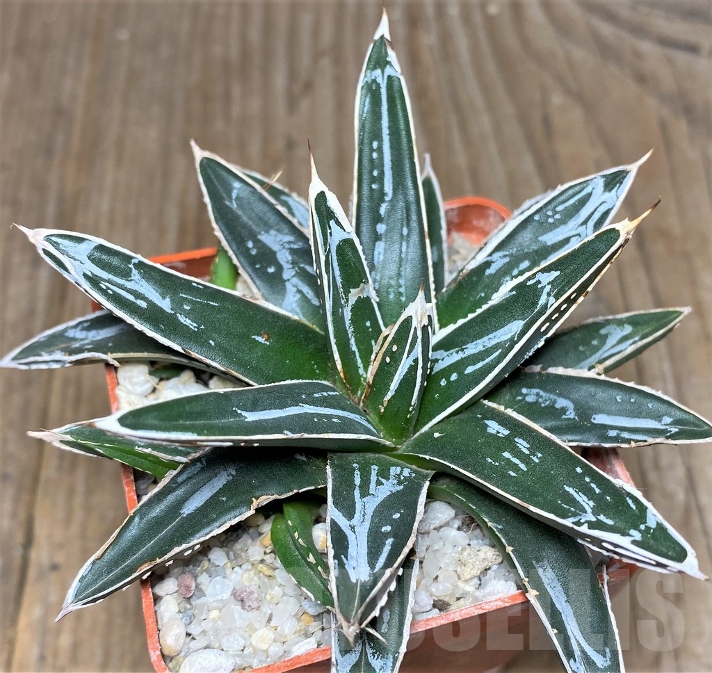 SHPR19057 Agave victoriae-reginae 'Himeson-no-yuki' - 画像 (3)