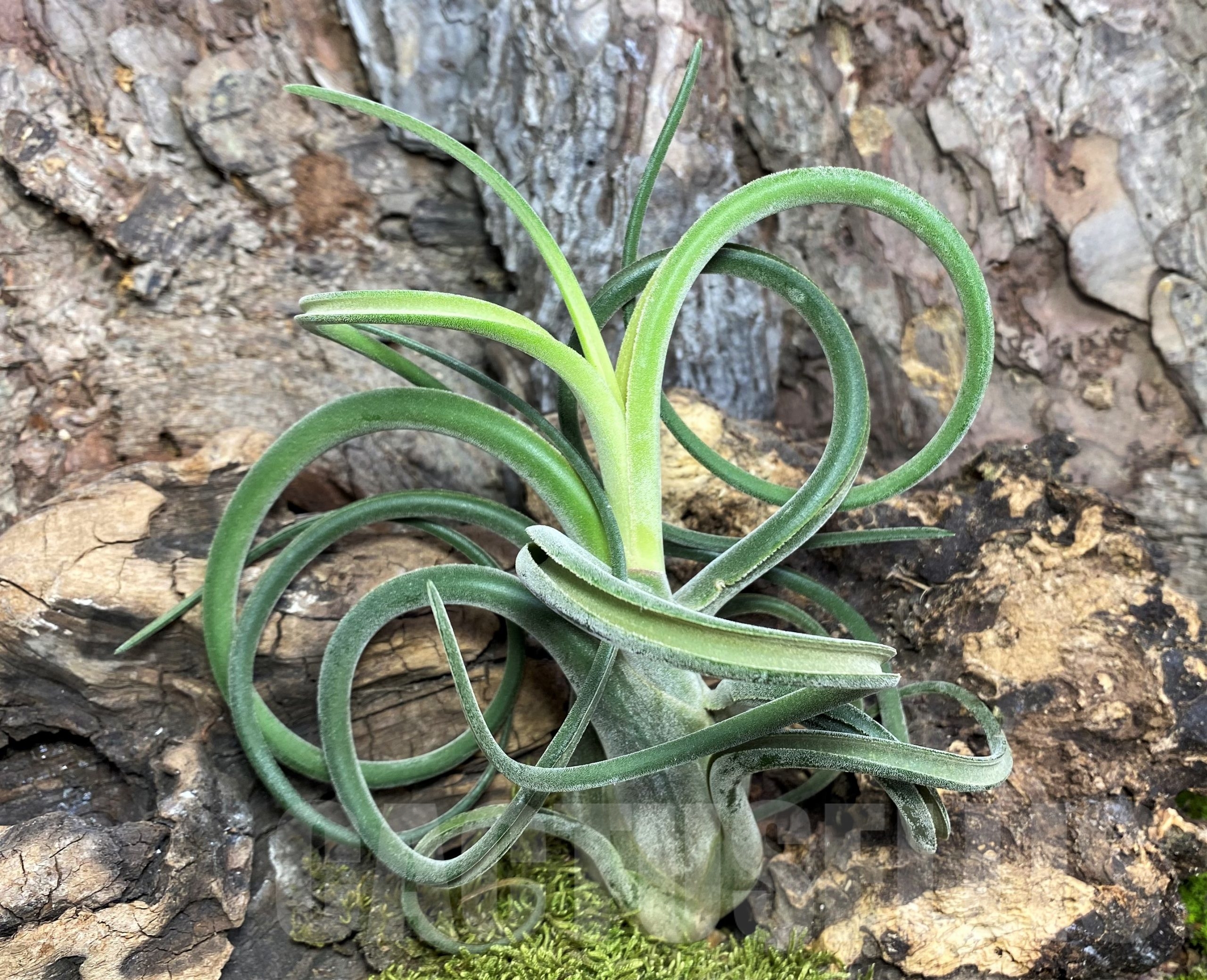 SHPR19087 Tillandsia caput-medusae – Bild 2