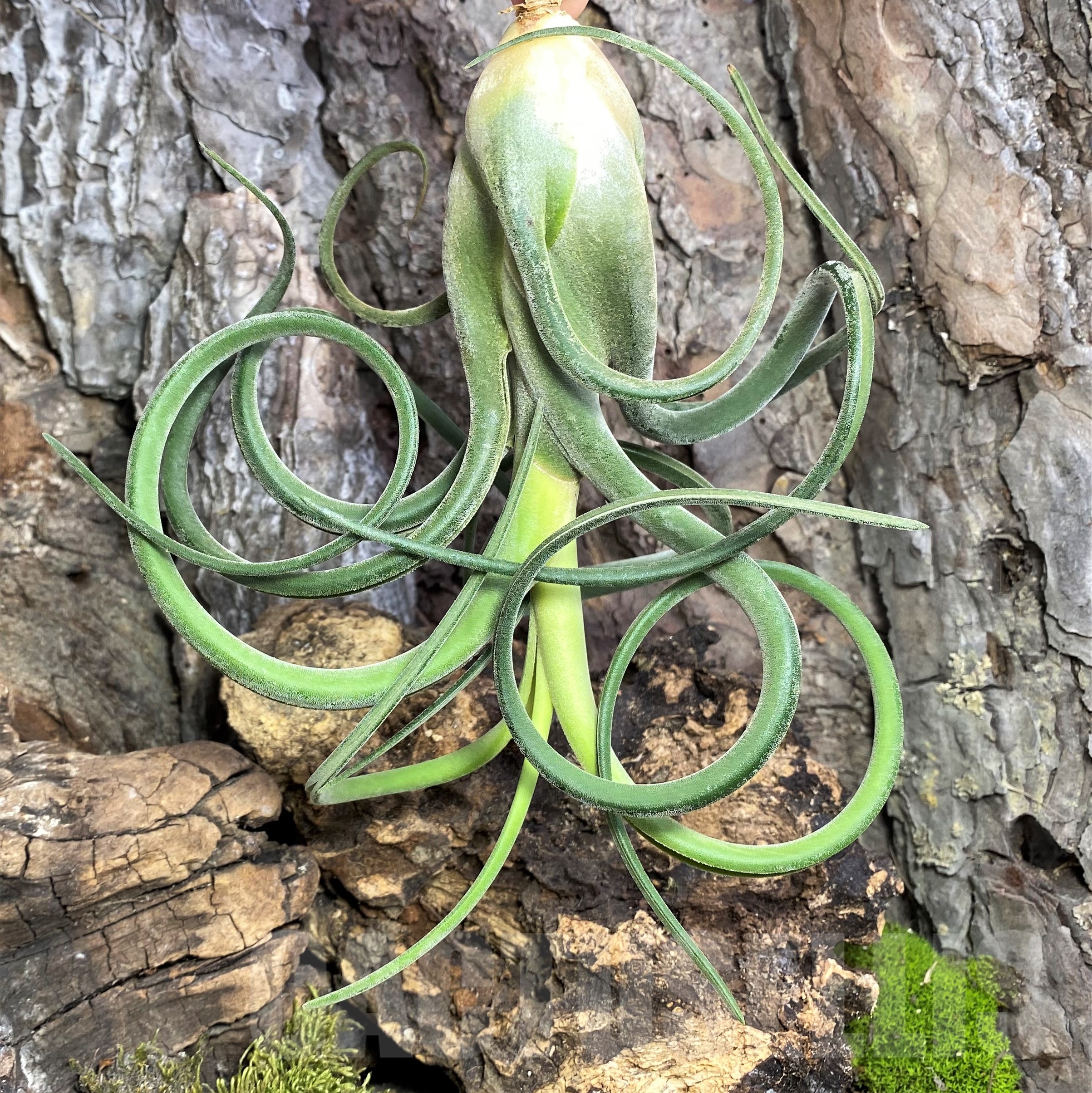 SHPR19087 Tillandsia caput-medusae