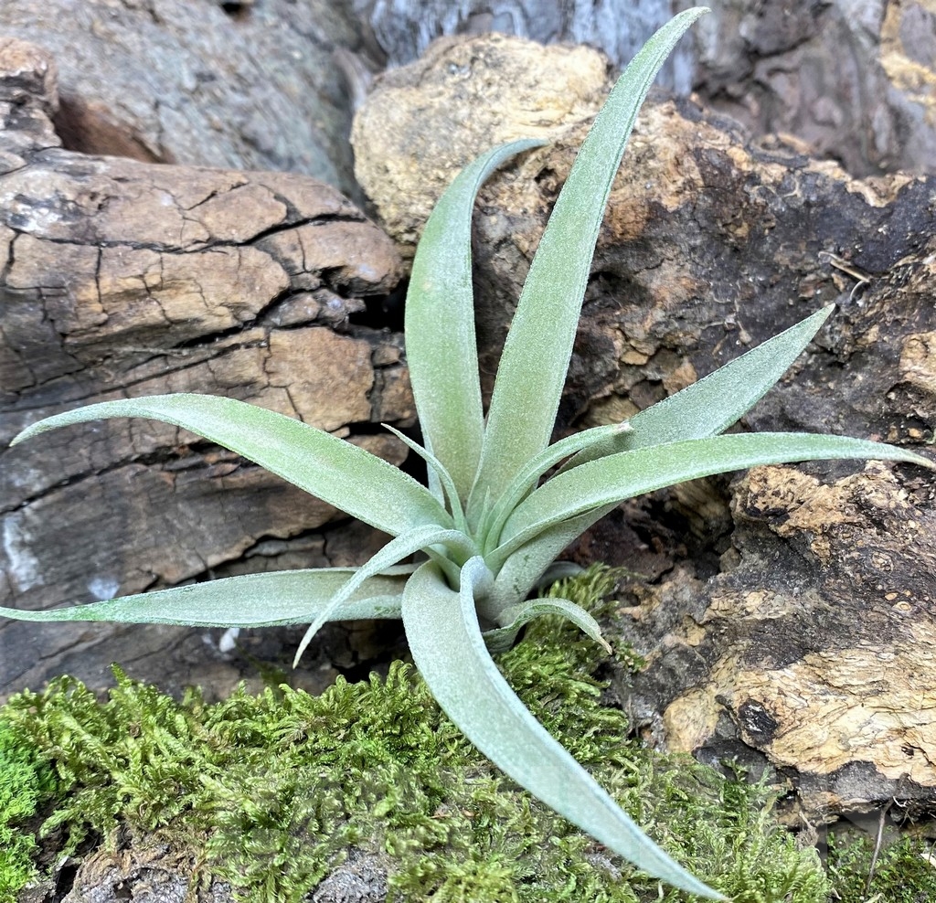 SHPR19091 Tillandsia capitata - 画像 (2)