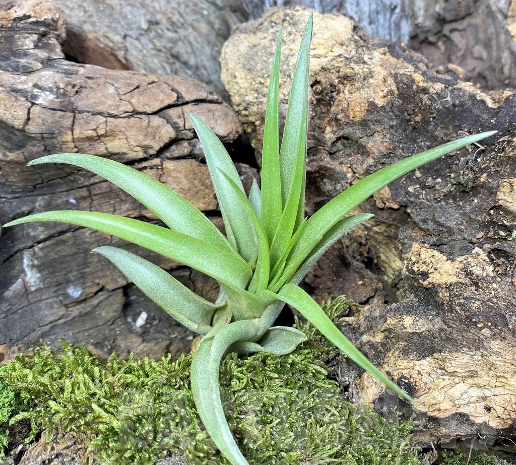 SHPR19090 Tillandsia capitata medium
