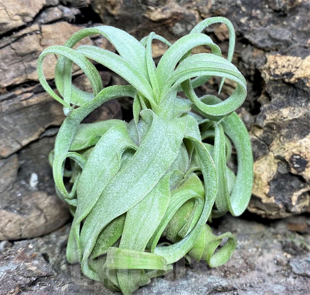 SHPR19092 Tillandsia streptophylla