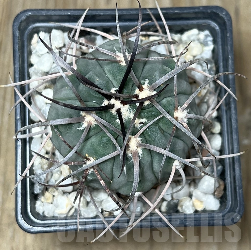 SHPR19596 Gymnocalycium spegazzinii v. major - Image 2
