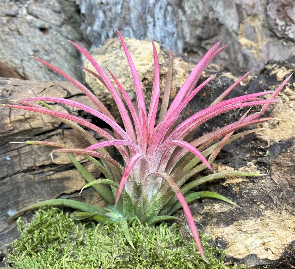 SHPR19086 Tillandsia ionantha Red