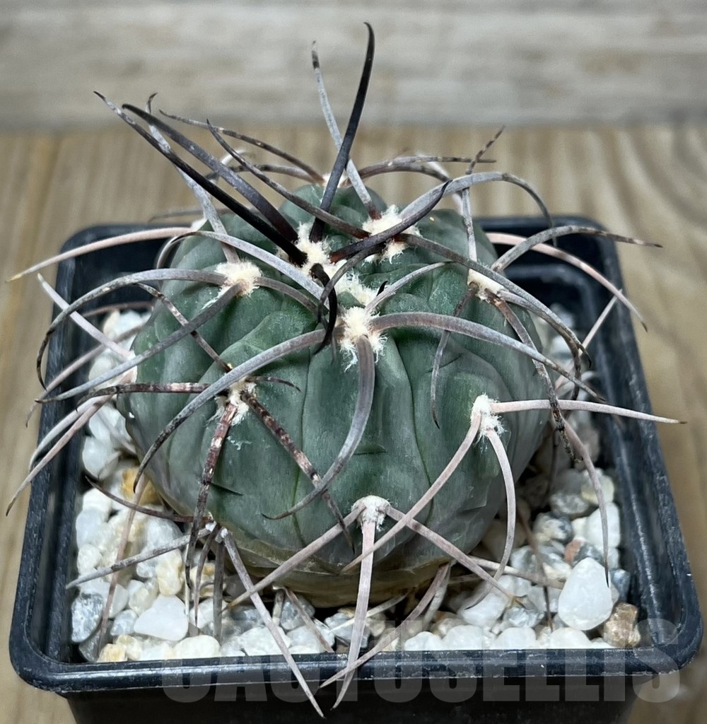 SHPR19596 Gymnocalycium spegazzinii v. major