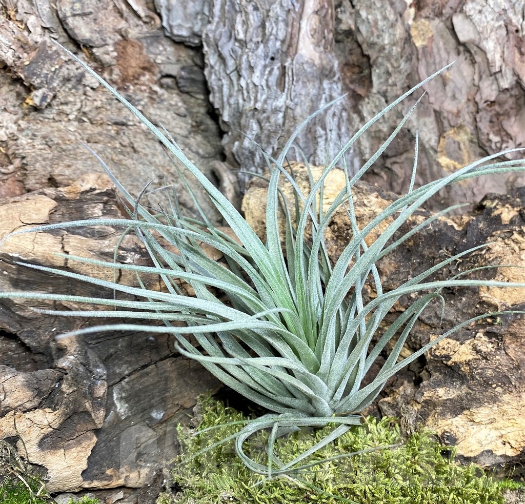 SHPR19089 Tillandsia 'Cotton Candy' - 画像 (2)