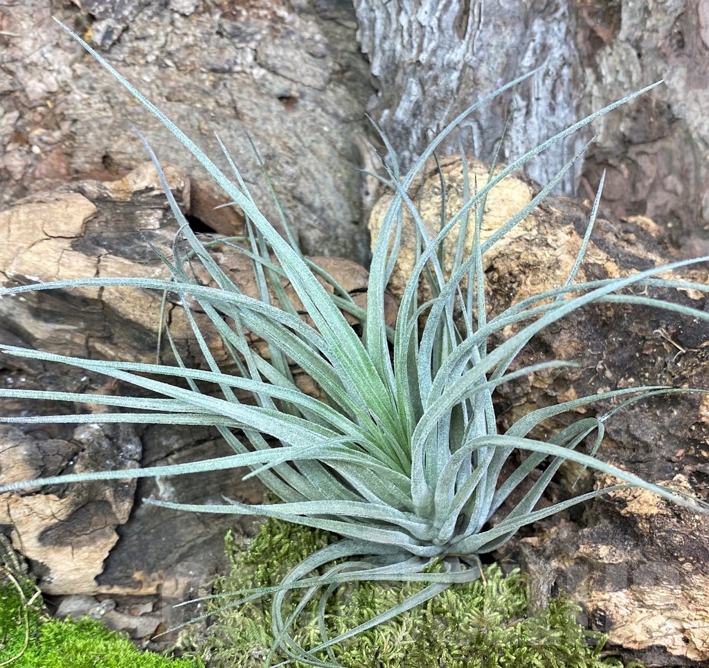 SHPR19089 Tillandsia 'Cotton Candy'