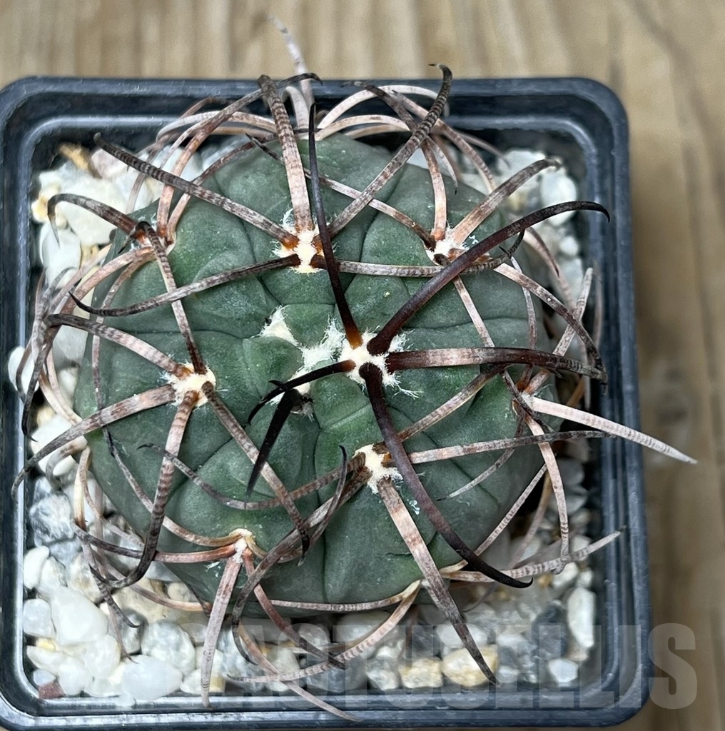 SHPR19597 Gymnocalycium spegazzinii v. major - Image 2