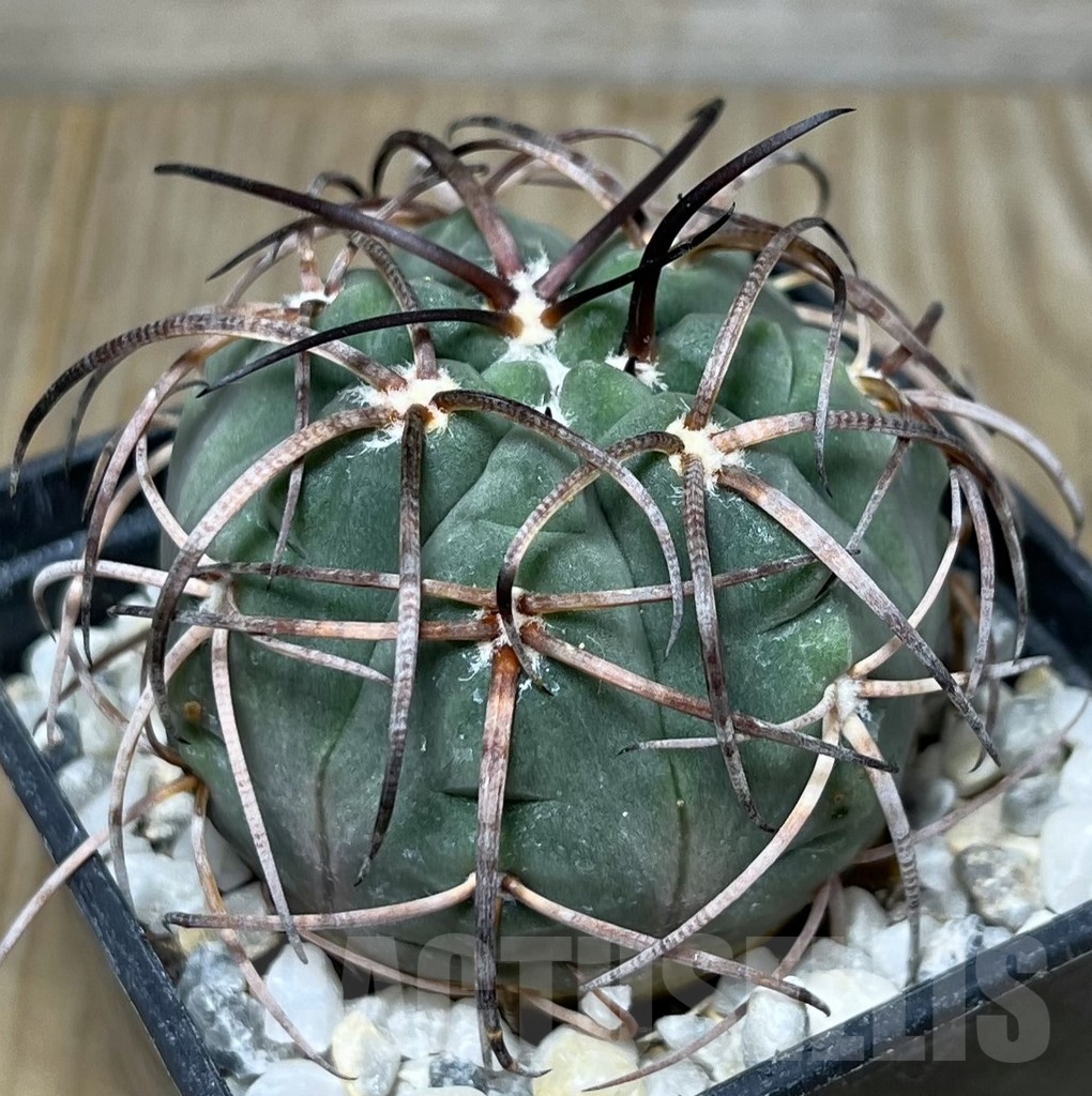 SHPR19597 Gymnocalycium spegazzinii v. major