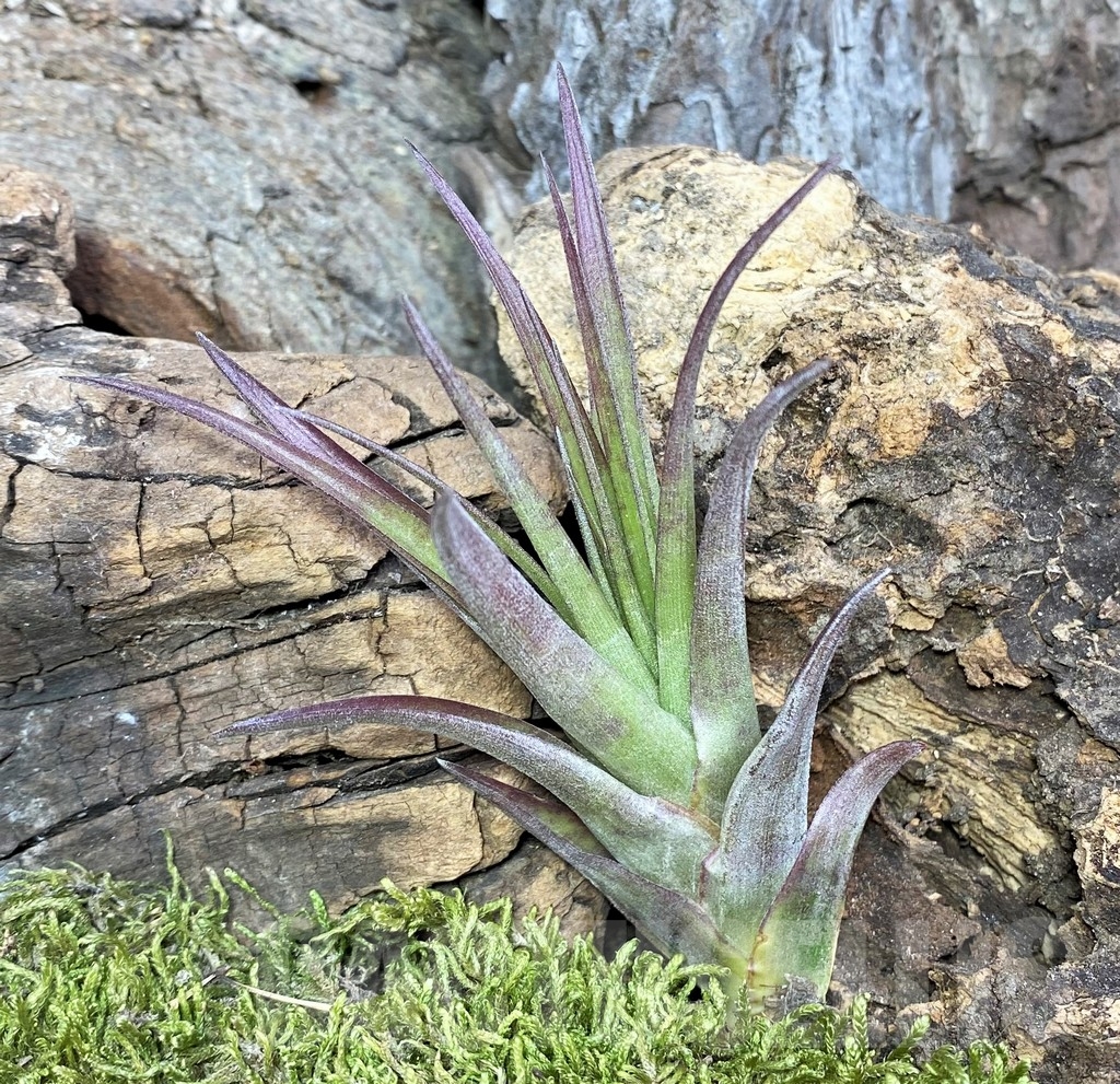 SHPR19094 Tillandsia capitata 'Orange'