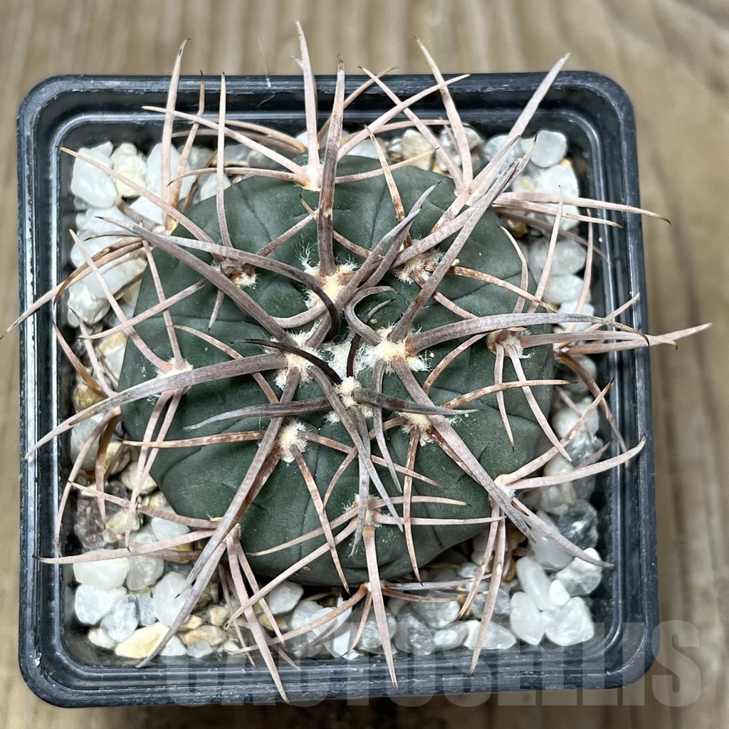 SHPR19598 Gymnocalycium spegazzinii v. major - Image 2