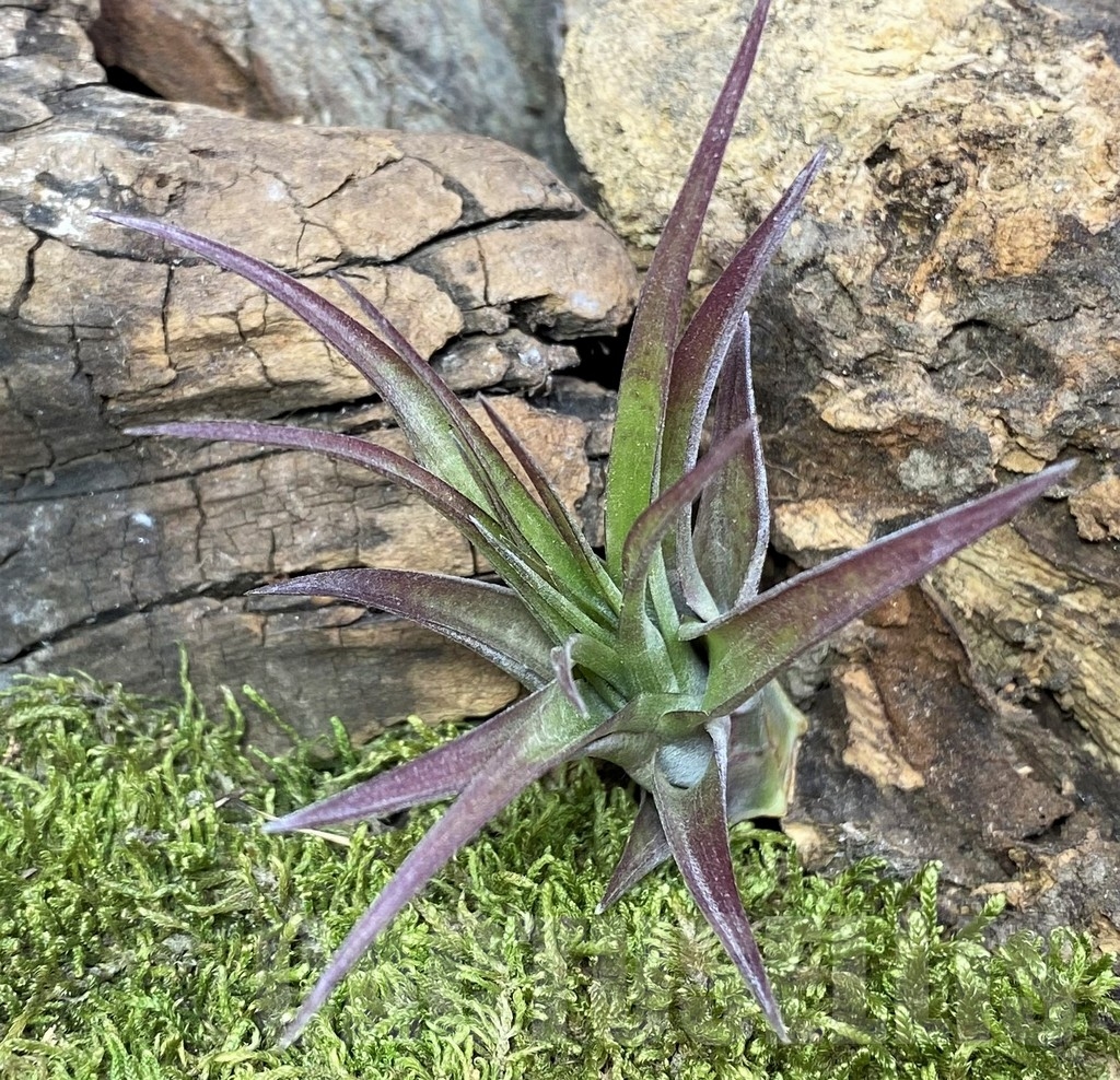 SHPR19094 Tillandsia capitata 'Orange' - 画像 (2)