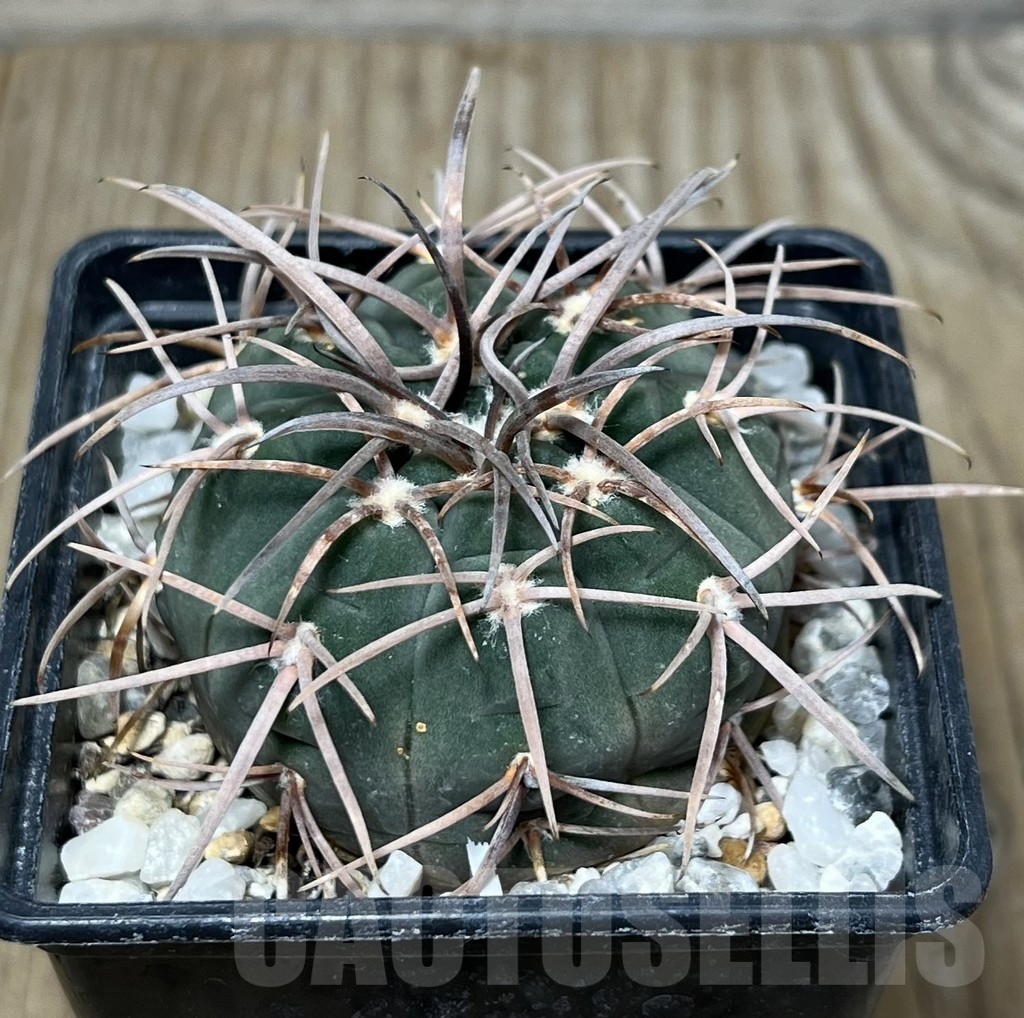 SHPR19598 Gymnocalycium spegazzinii v. major