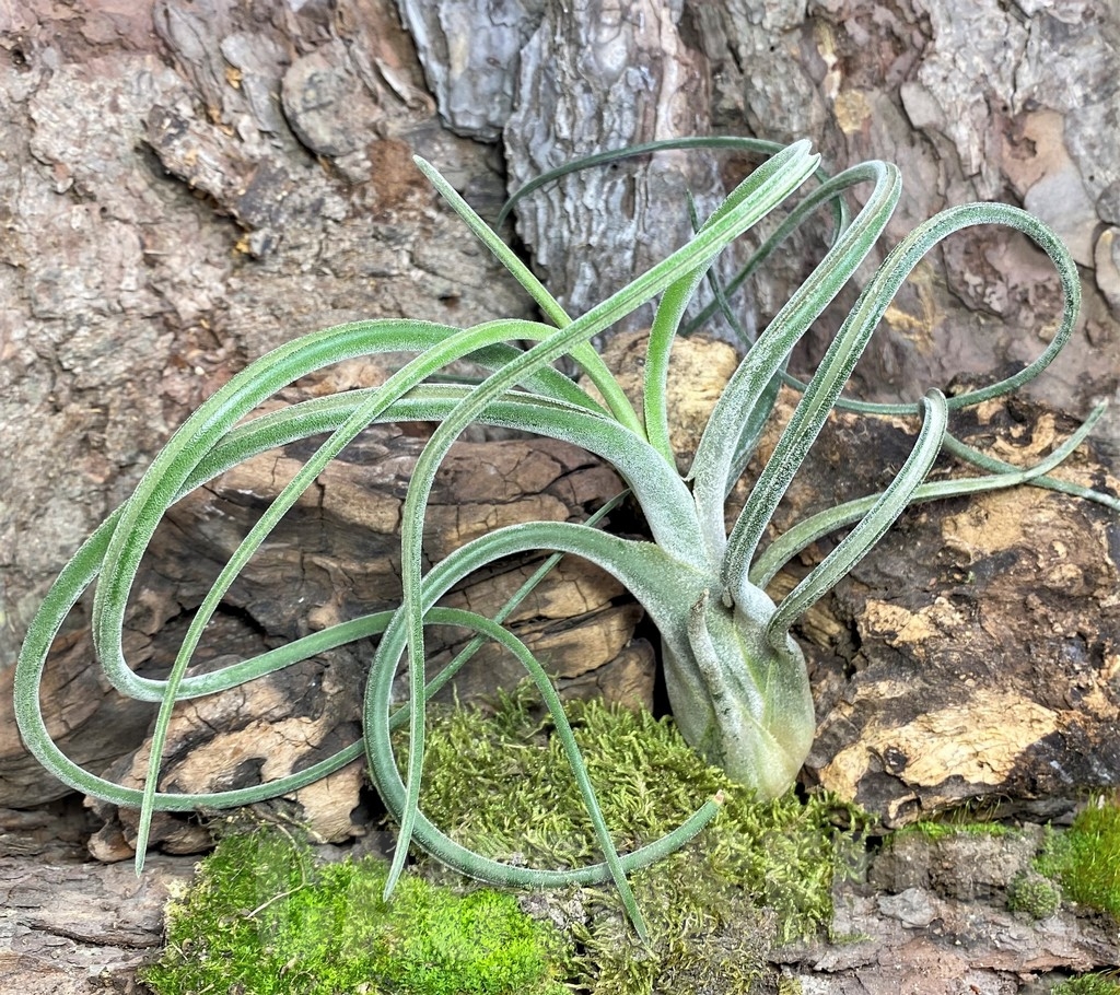SHPR19087 Tillandsia caput-medusae – Bild 4