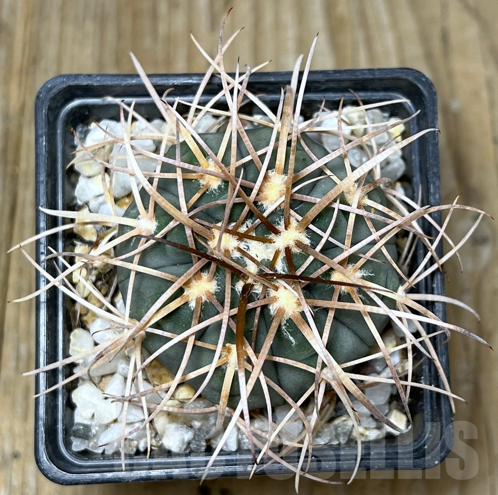 SHPR19599 Gymnocalycium spegazzinii v. major - Image 2