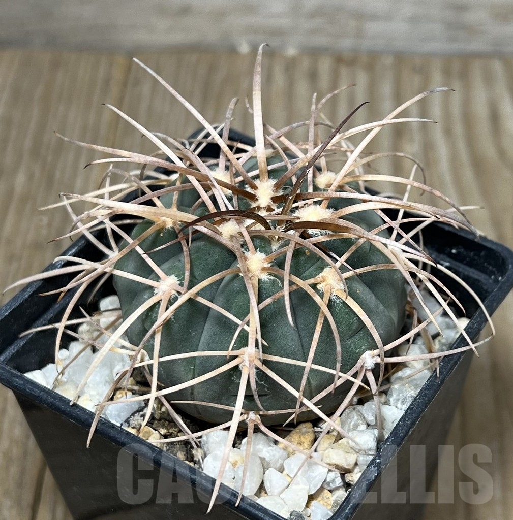 SHPR19599 Gymnocalycium spegazzinii v. major
