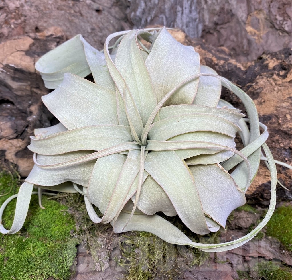 SHPR19088 Tillandsia xerographica