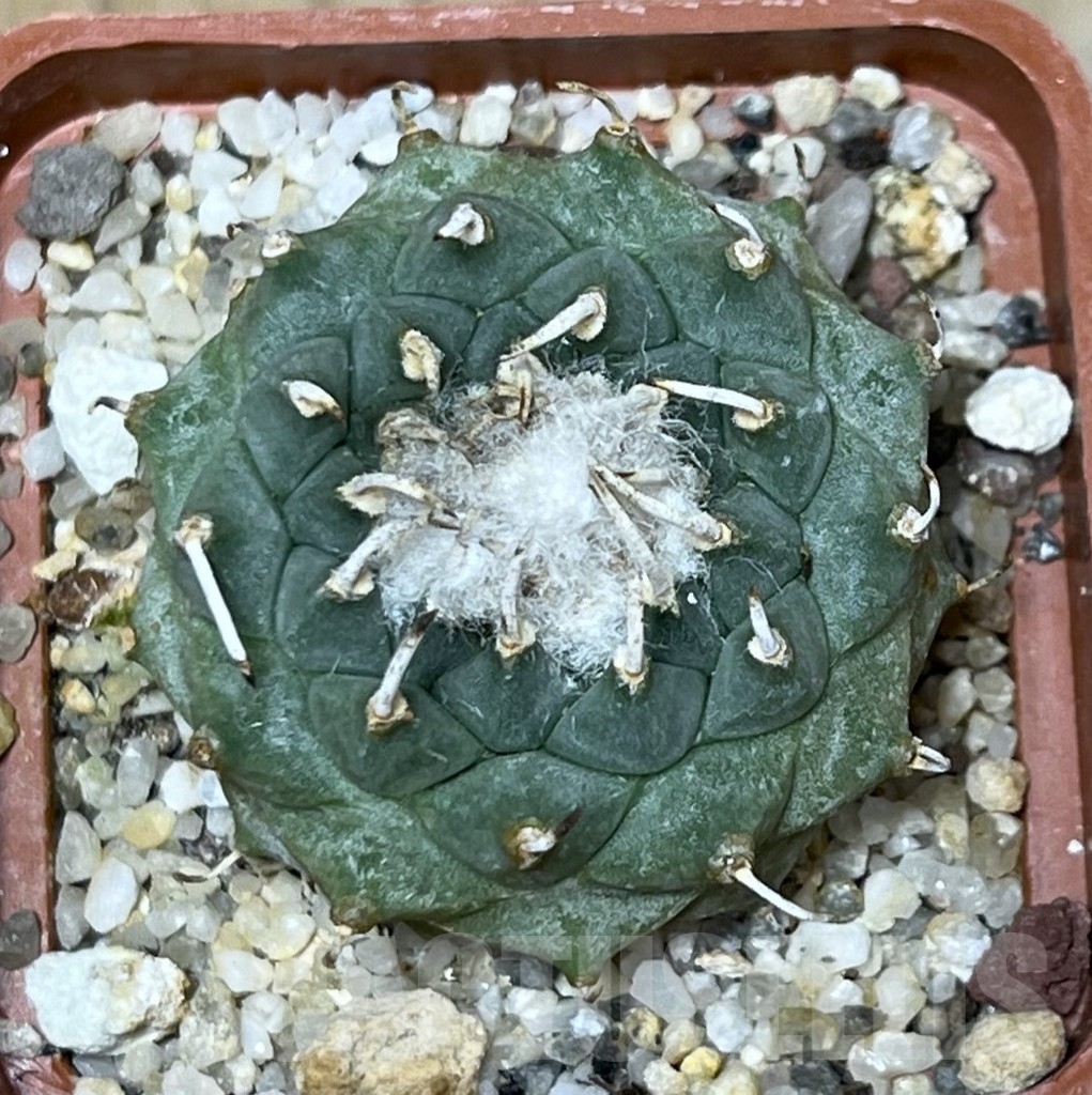 SHPR19600 Turbinicarpus schmiedickeanus ssp. klinkerianus, Mexico - Image 2