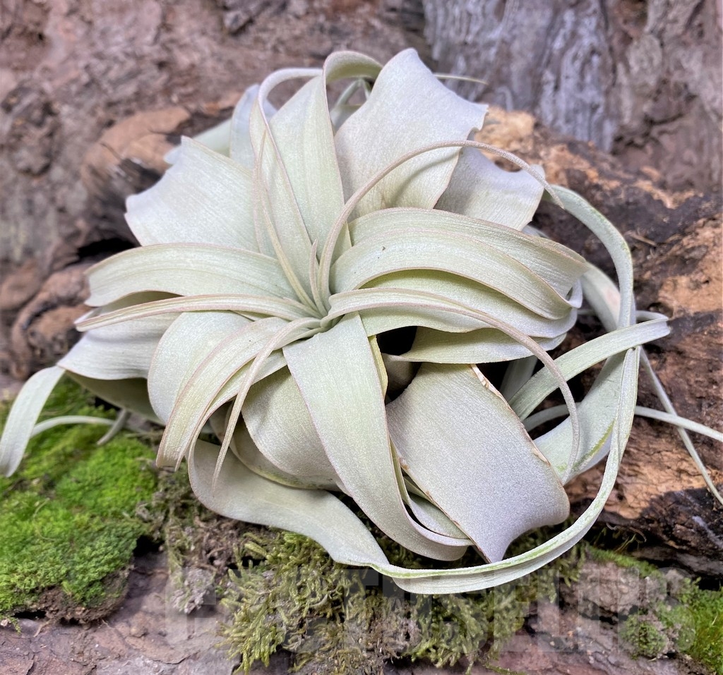 SHPR19088 Tillandsia xerographica - 画像 (2)