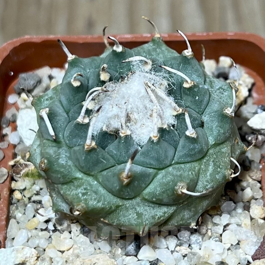 SHPR19600 Turbinicarpus schmiedickeanus ssp. klinkerianus, Mexico