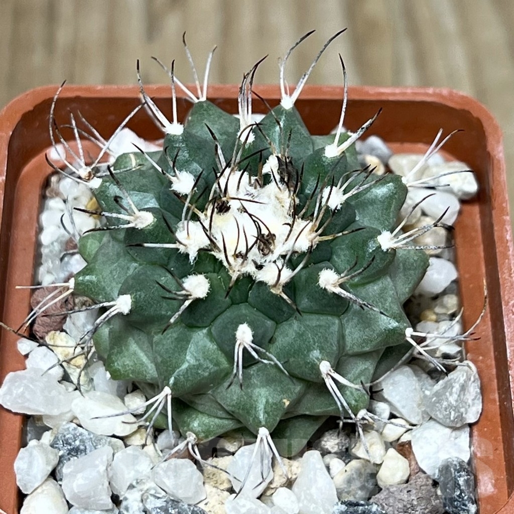 SHPR19601 Turbinicarpus swobodae, Rayones, Nuevo Leon, Mexico