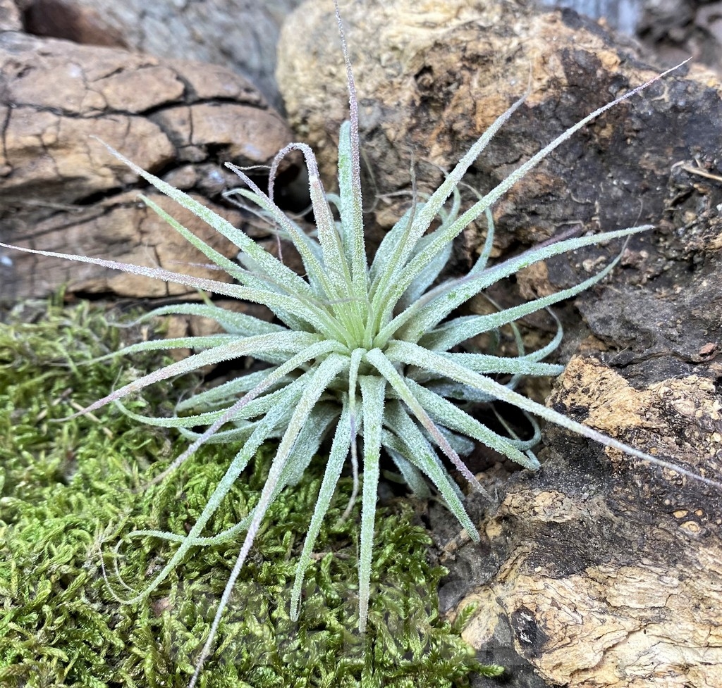 SHPR19093 Tillandsia Ionantha Large - 画像 (2)