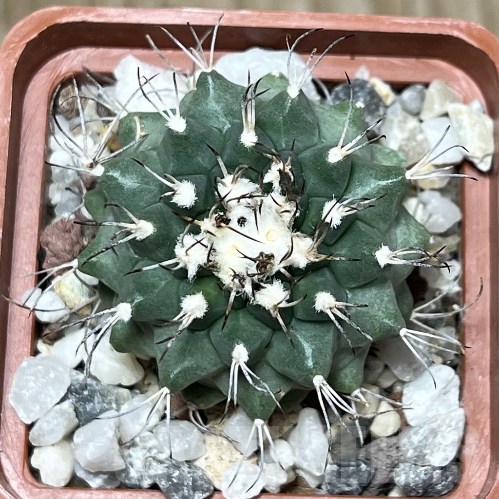 SHPR19601 Turbinicarpus swobodae, Rayones, Nuevo Leon, Mexico - Image 2