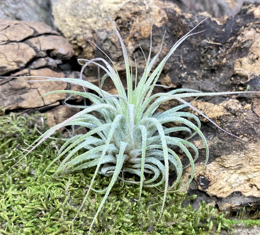 SHPR19093 Tillandsia Ionantha Large
