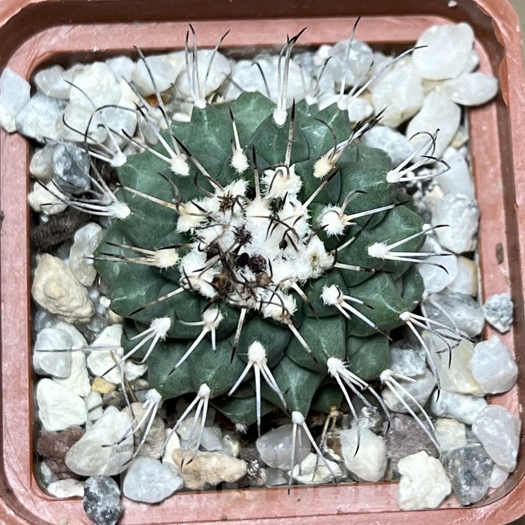 SHPR19603 Turbinicarpus swobodae, Rayones, Nuevo Leon, Mexico - Image 3