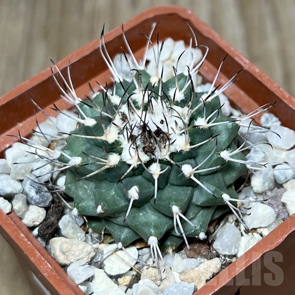 SHPR19603 Turbinicarpus swobodae, Rayones, Nuevo Leon, Mexico