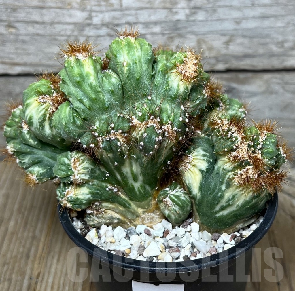 SHPR19604 Cereus peruvianus f. monstruosus variegata - Image 2