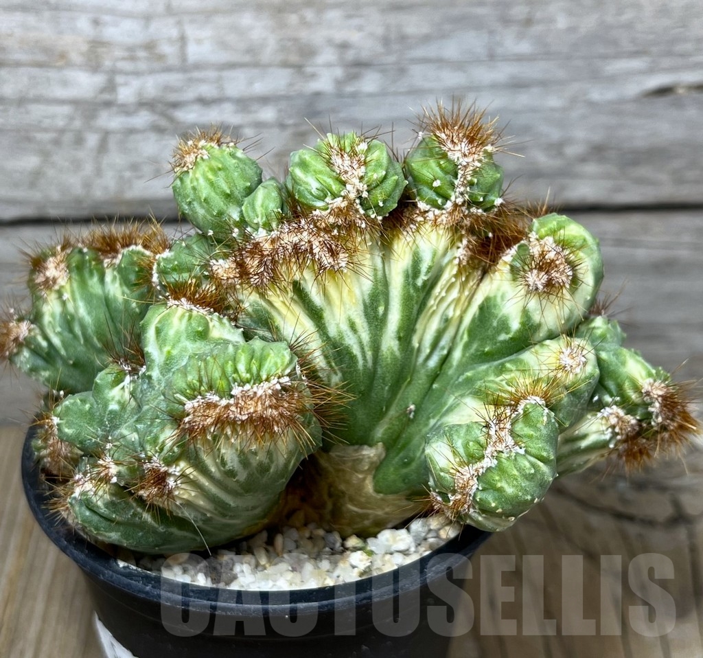 SHPR19604 Cereus peruvianus f. monstruosus variegata