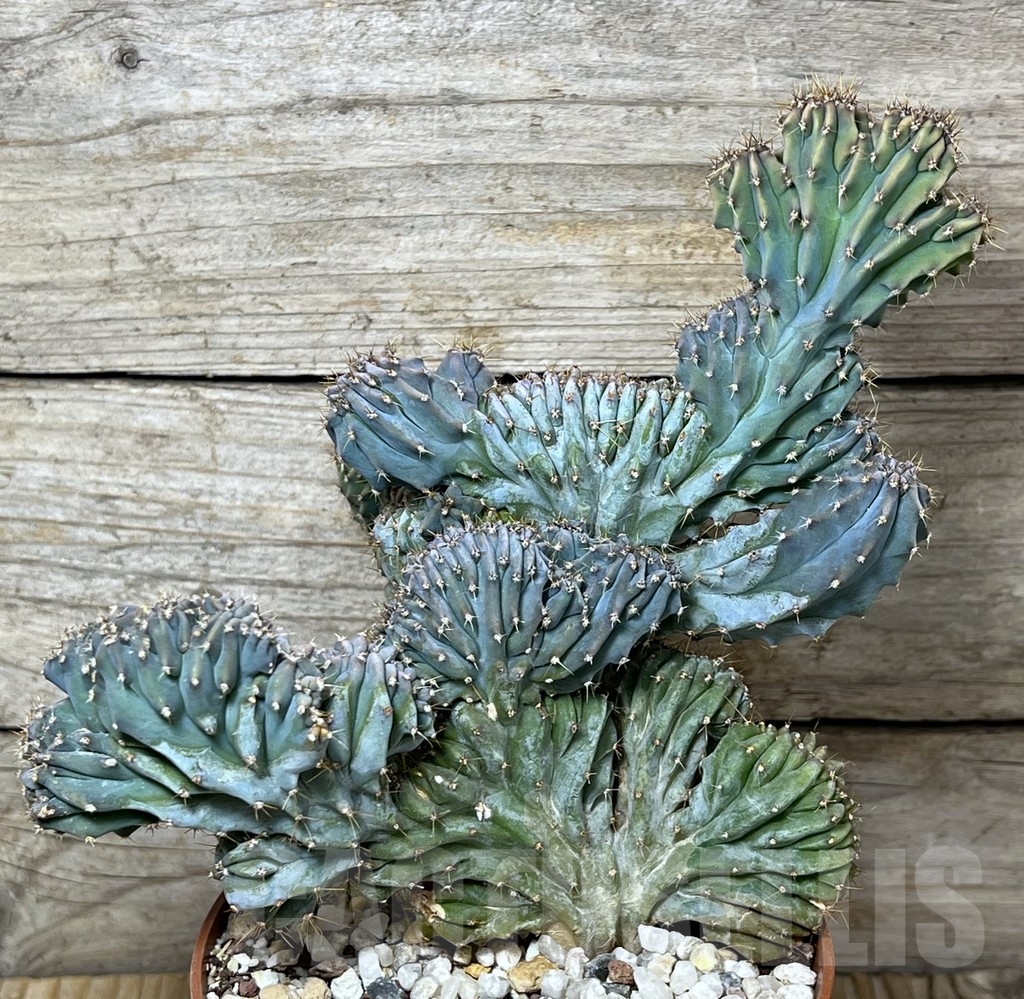 SHPR19605 Myrtillocactus geometrizans f. cristata - Image 2