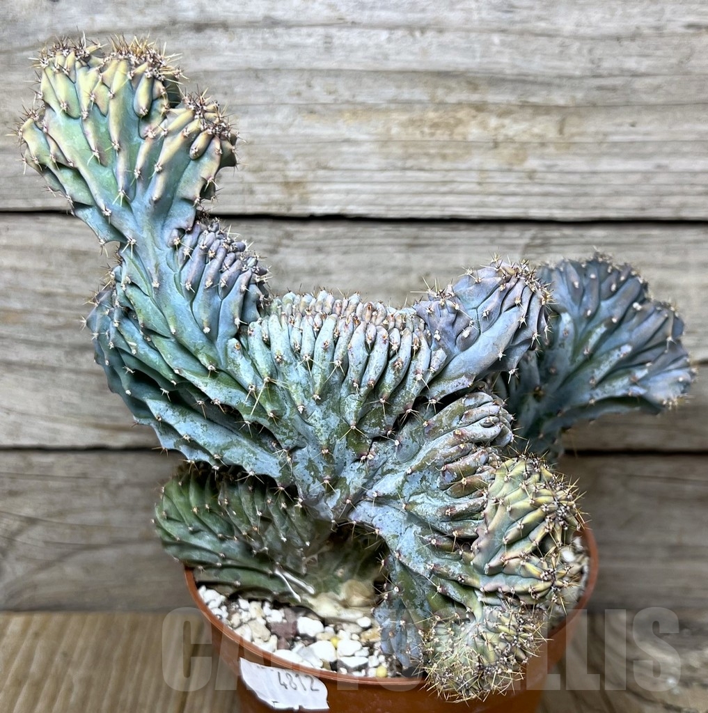 SHPR19605 Myrtillocactus geometrizans f. cristata