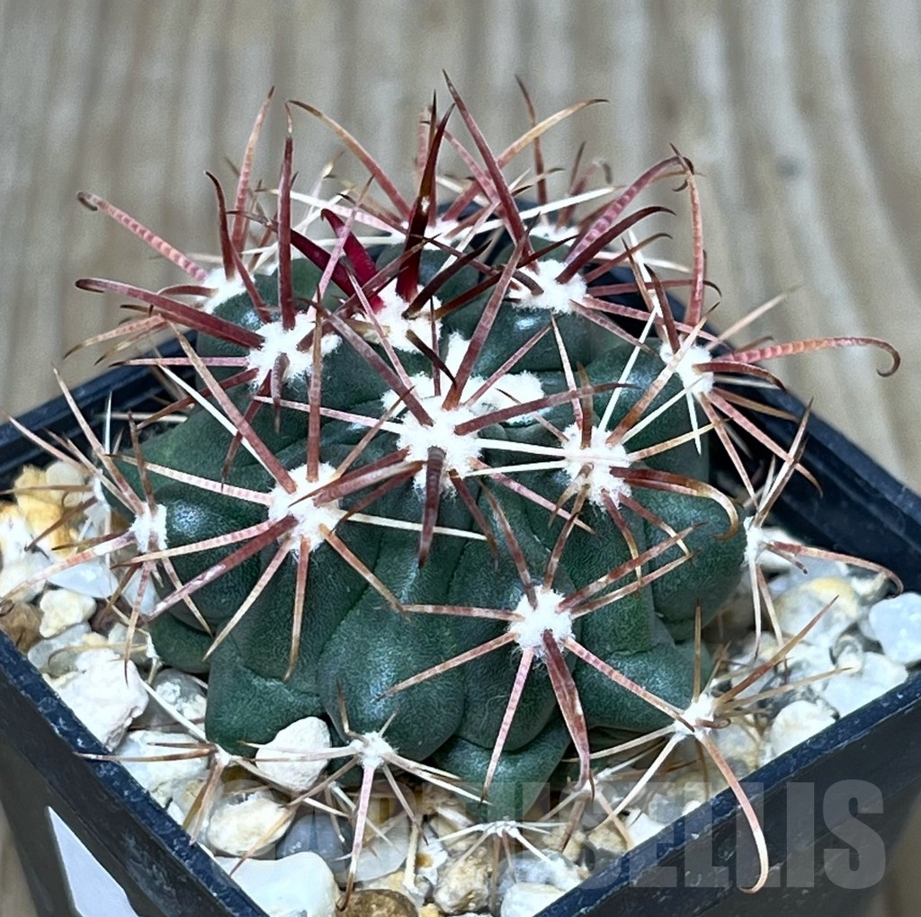 SHPR19607 Ferocactus fordii