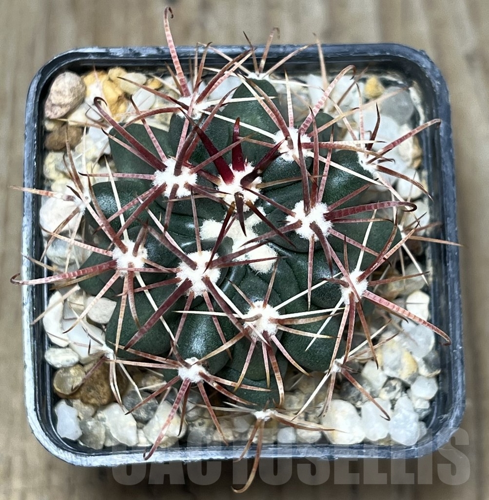 SHPR19607 Ferocactus fordii – Bild 2