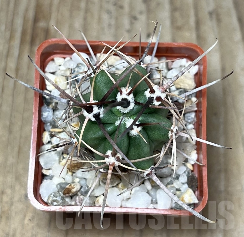 SHPR19608 Lobivia ferox – Bild 2