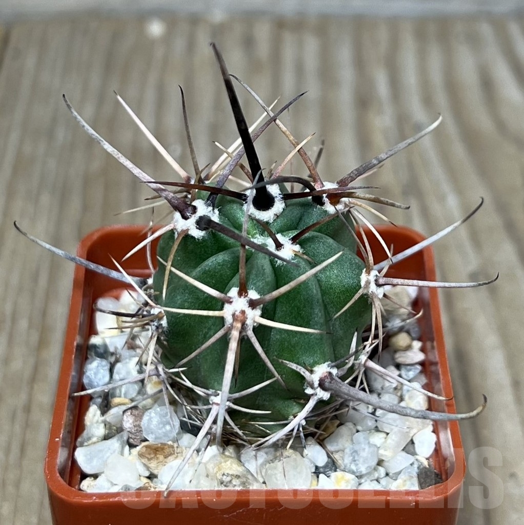 SHPR19608 Lobivia ferox