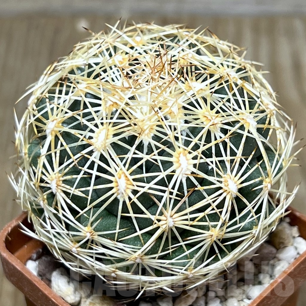 SHPR19610 Coryphantha radians