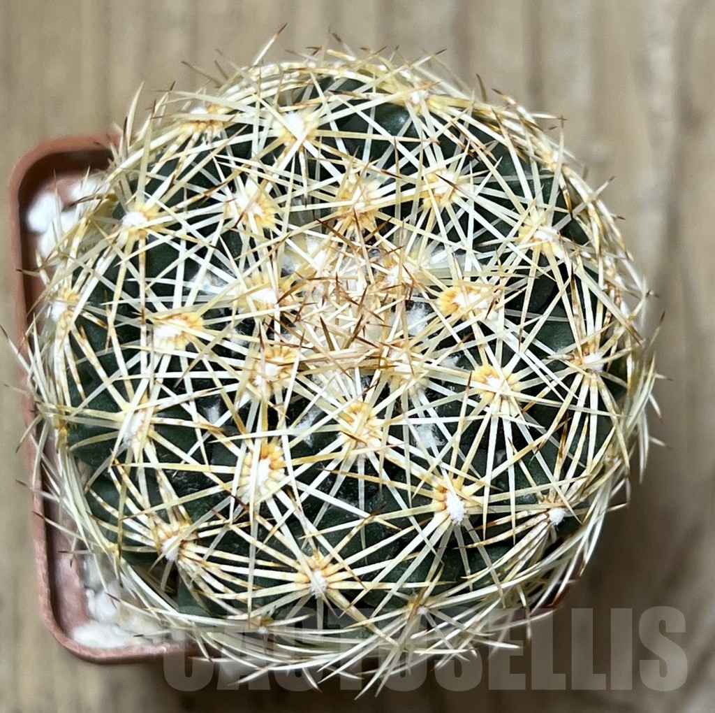 SHPR19610 Coryphantha radians – Bild 2