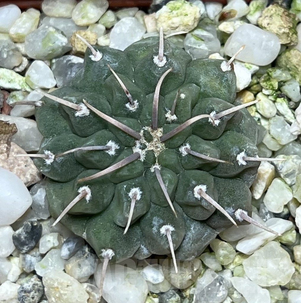 SHPR19611 Gymnocalycium vatteri Uno spines – Bild 2