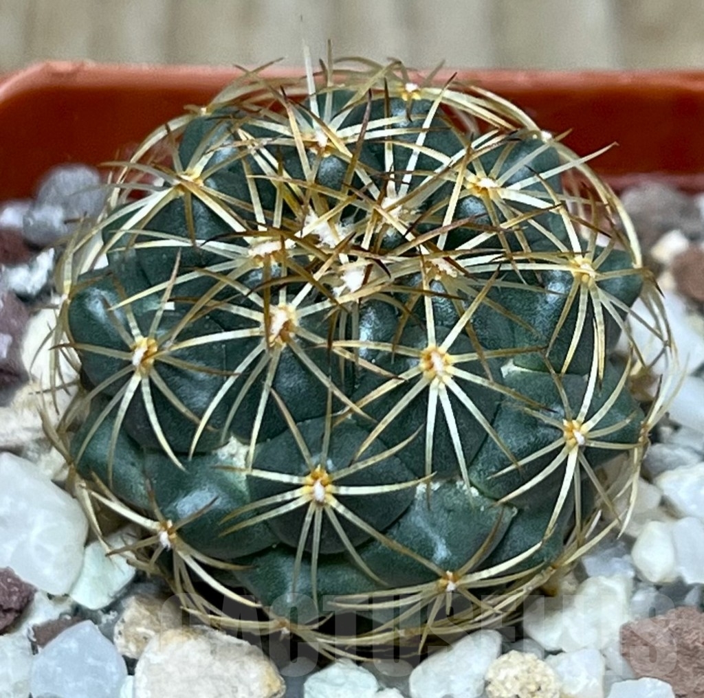SHPR19612 Coryphantha aff. pallida