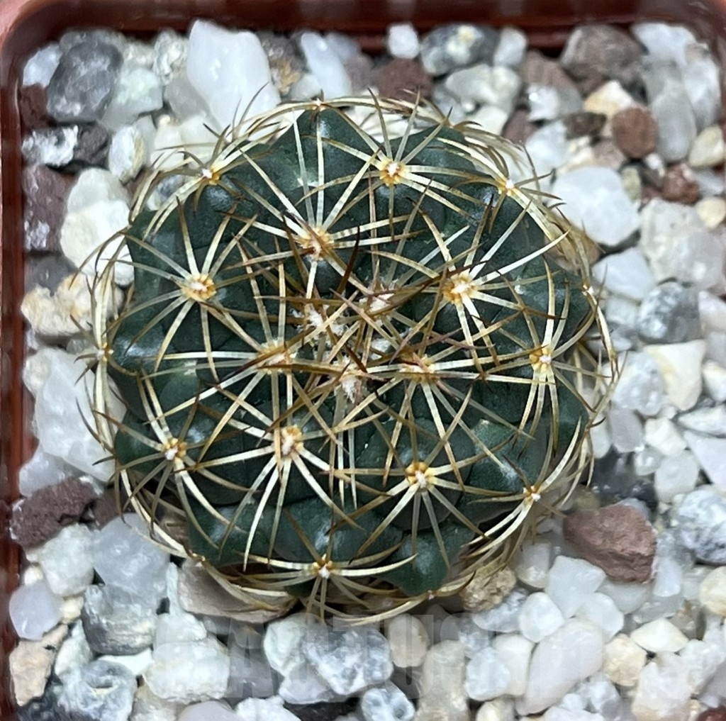 SHPR19612 Coryphantha aff. pallida - Obrázek 2